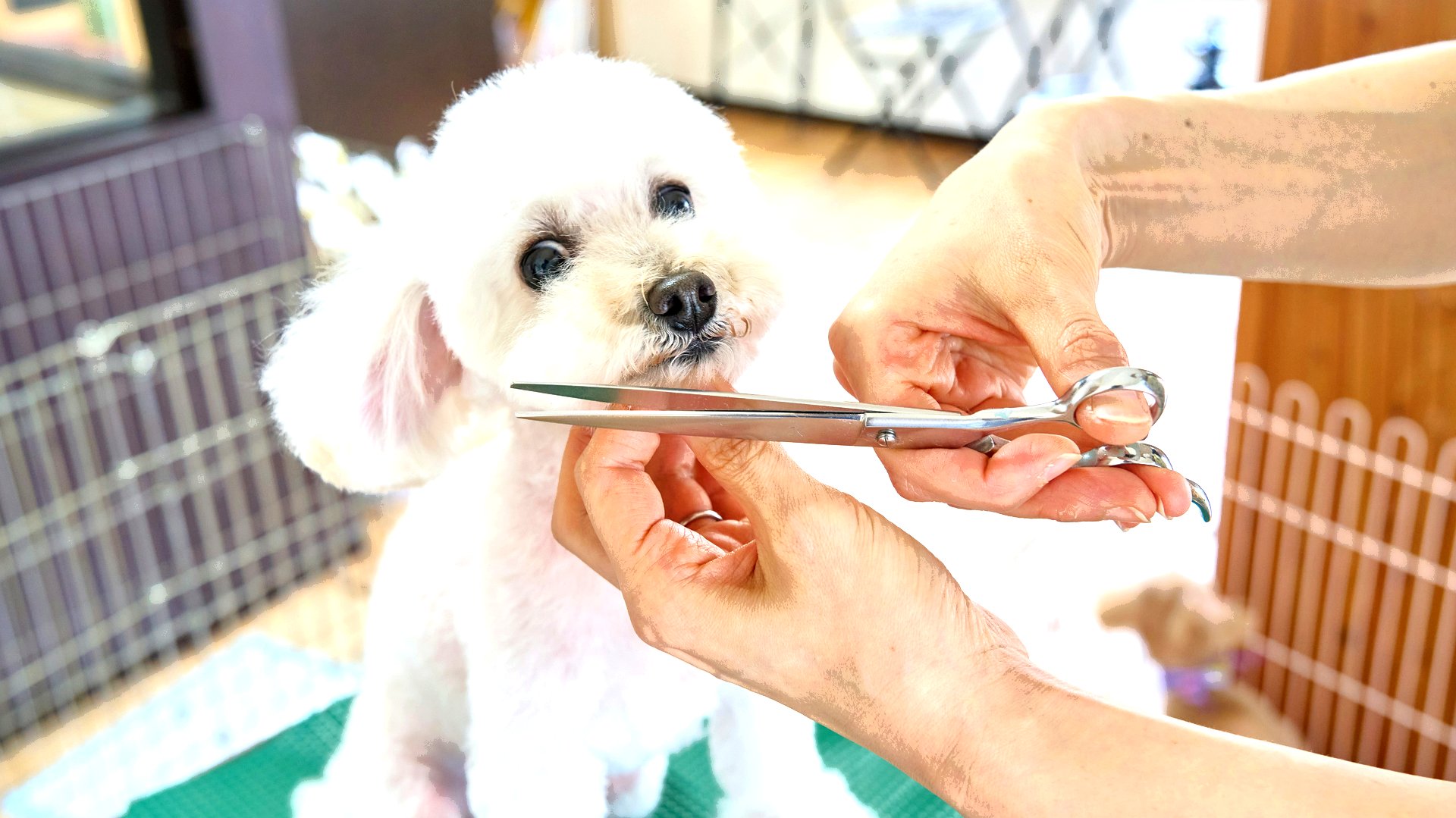 トリミング中の小型犬とはさみ