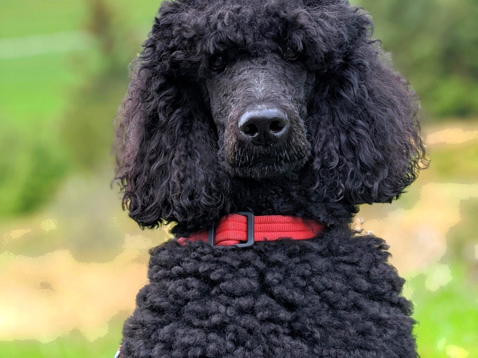 カット前の犬
